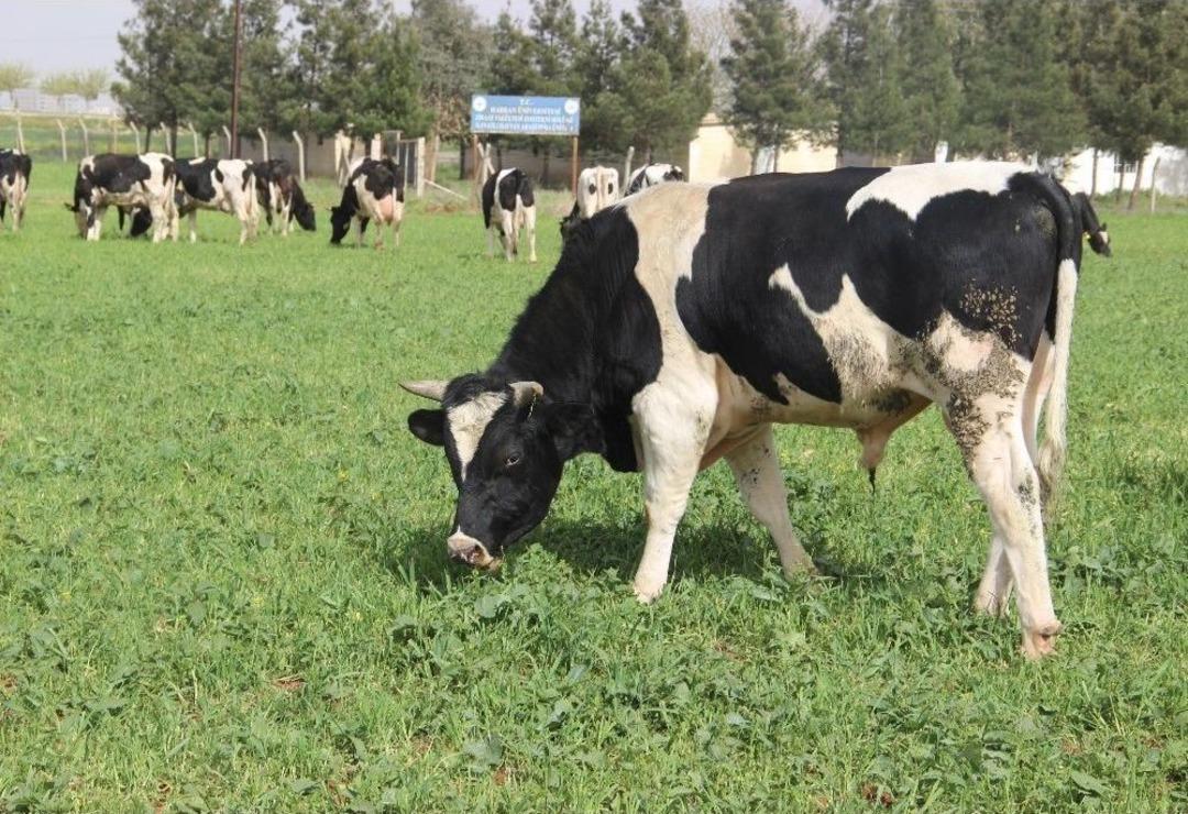 Yeni Yem Uygulaması, Et Fiyatlarını D&uuml;ş&uuml;recek