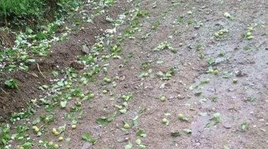 Kayısıyı Dolu Vurdu