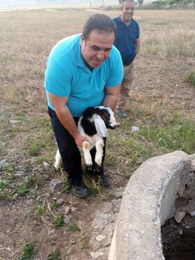 Nusaybin’de Kuyuya Düşen Kuzuyu İtfaiye Kurtardı