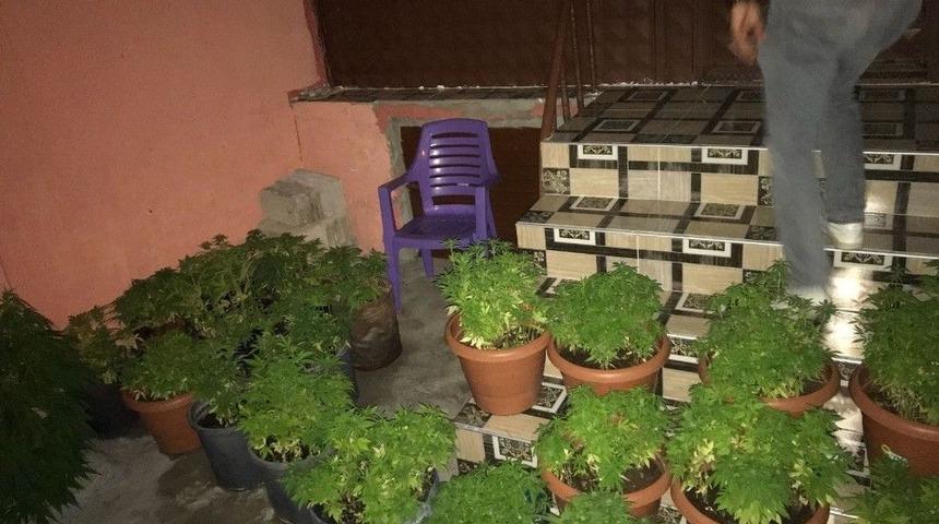 &Ccedil;i&ccedil;ek Saksısında Kenevir Yetiştirdi