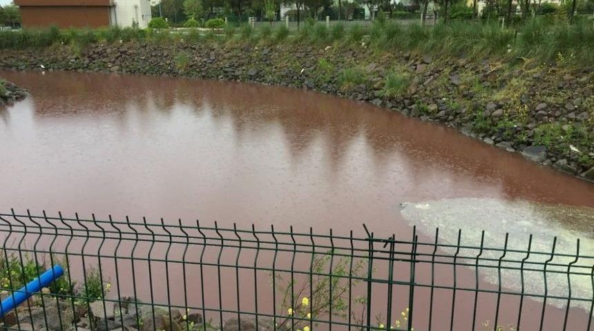 Safran &Ccedil;ayı Kızıla Boyandı