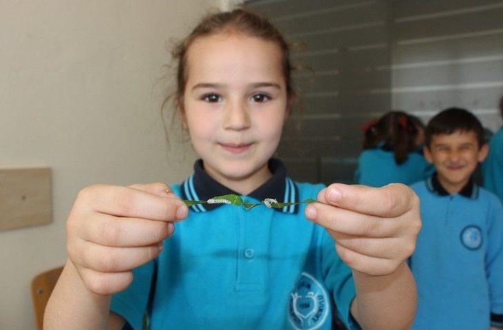 İlkokul Öğrencileri Okulda, İpek Böcekçiliği Yapıyor G1