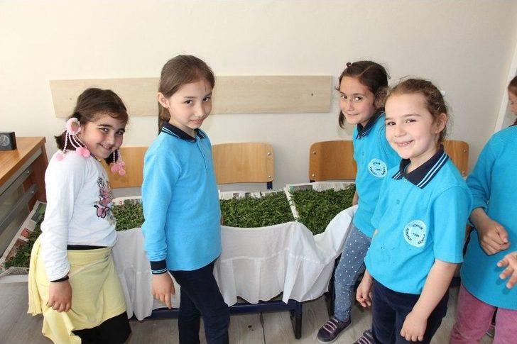 İlkokul Öğrencileri Okulda, İpek Böcekçiliği Yapıyor G2