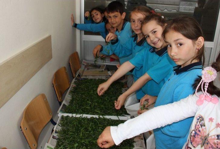 İlkokul Öğrencileri Okulda, İpek Böcekçiliği Yapıyor G3