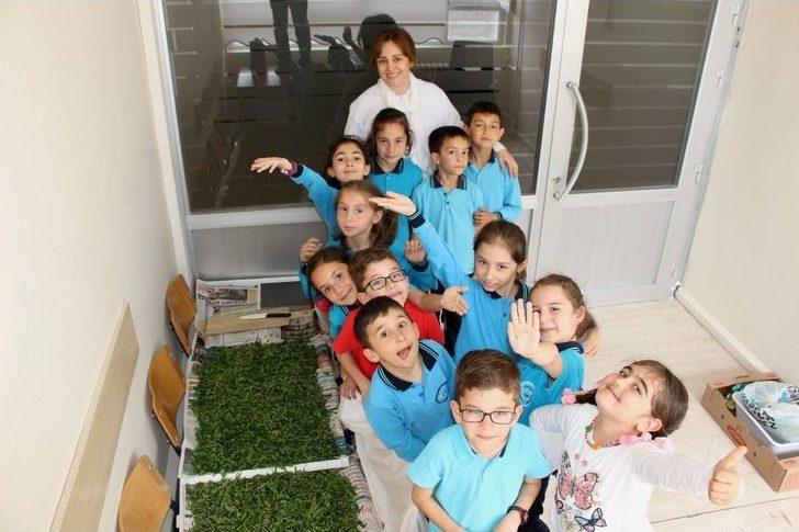 İlkokul Öğrencileri Okulda, İpek Böcekçiliği Yapıyor G5