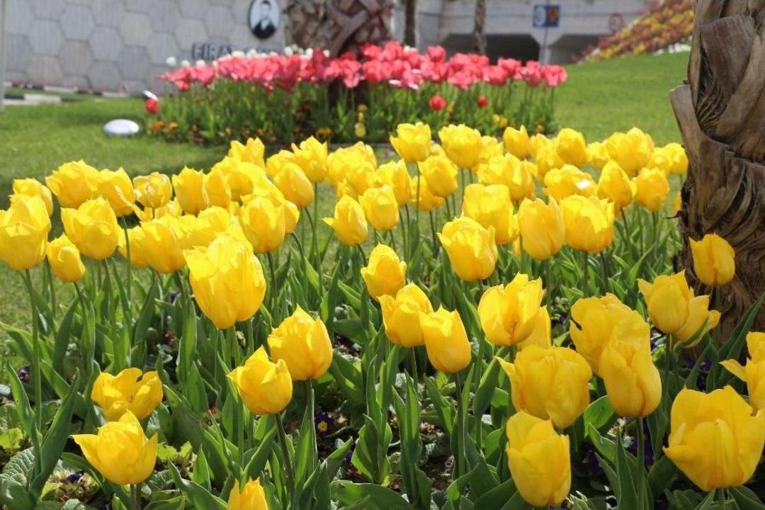 Manisa Rengarenk Oldu