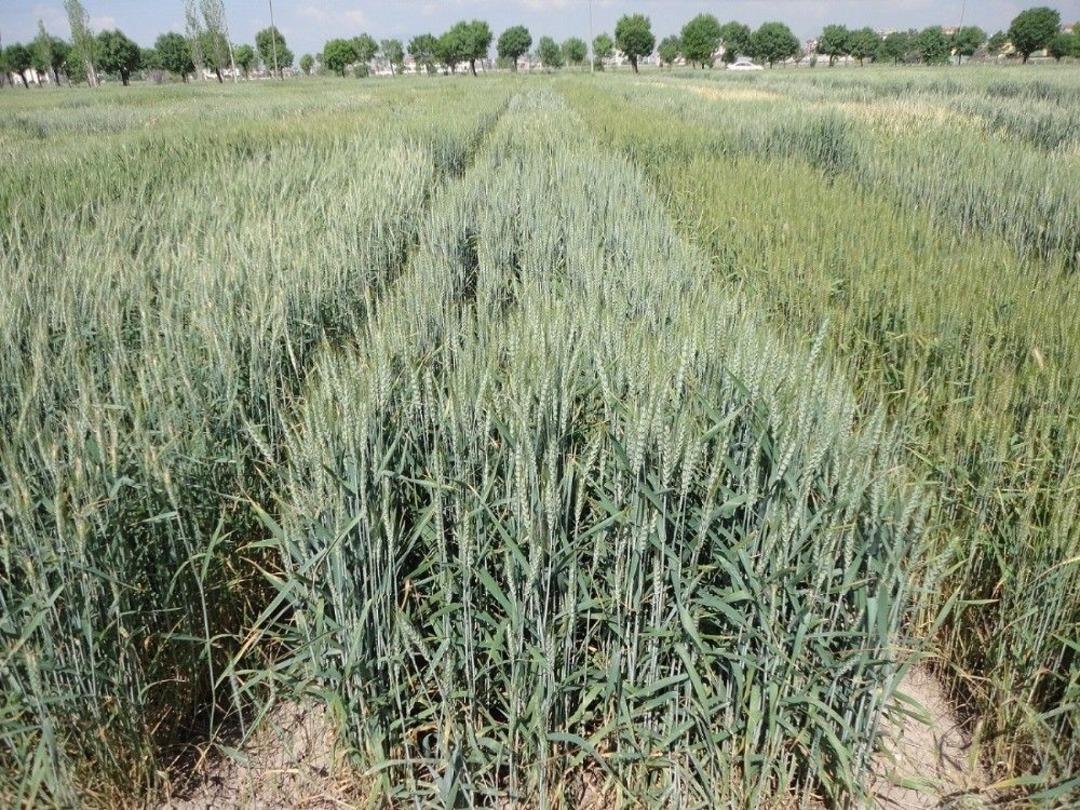 &Uuml;lker, &Ccedil;ift&ccedil;isiyle Birlikte B&uuml;y&uuml;yor