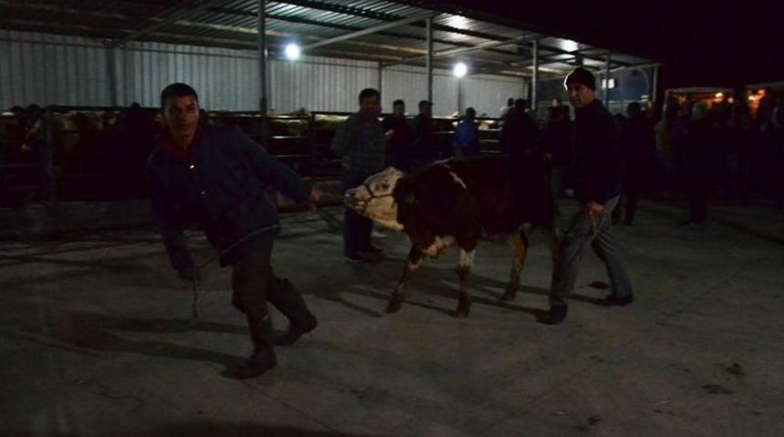 Gen&ccedil; &Ccedil;ift&ccedil;ilere 210 Adet B&uuml;y&uuml;kbaş Hayvan Dağıtıldı