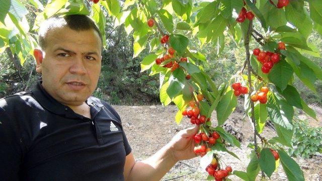 Napolyon Kirazın Kilosu 12 Lira