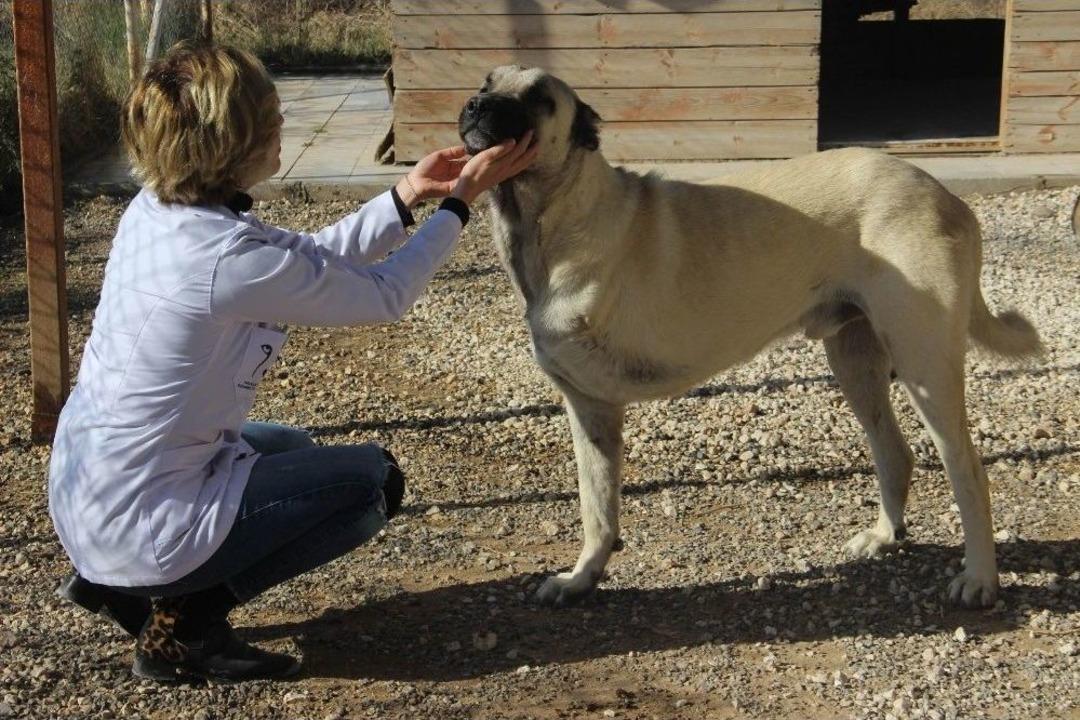 (&ouml;zel Haber) Onlarca Engelli Hayvan Kaderine Tek Edildi