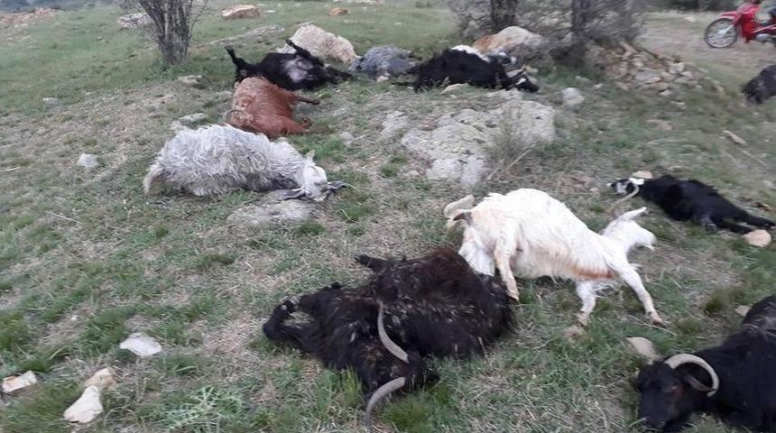 Yıldırım D&uuml;şt&uuml; 29 K&uuml;&ccedil;&uuml;kbaş Hayvan Telef Oldu