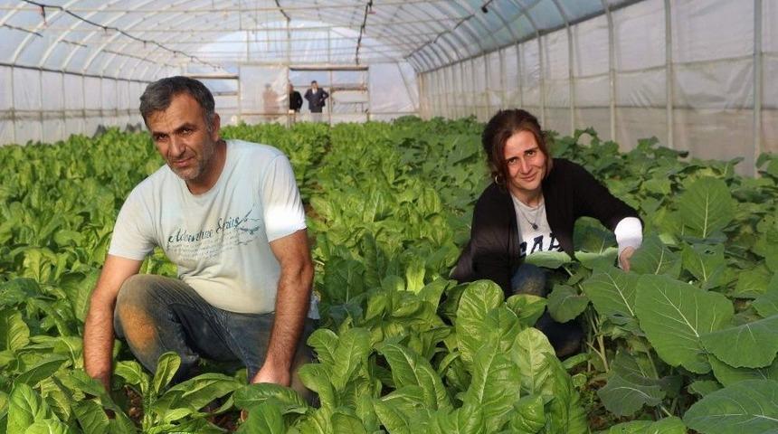 Pazarcılıktan Seracılığa