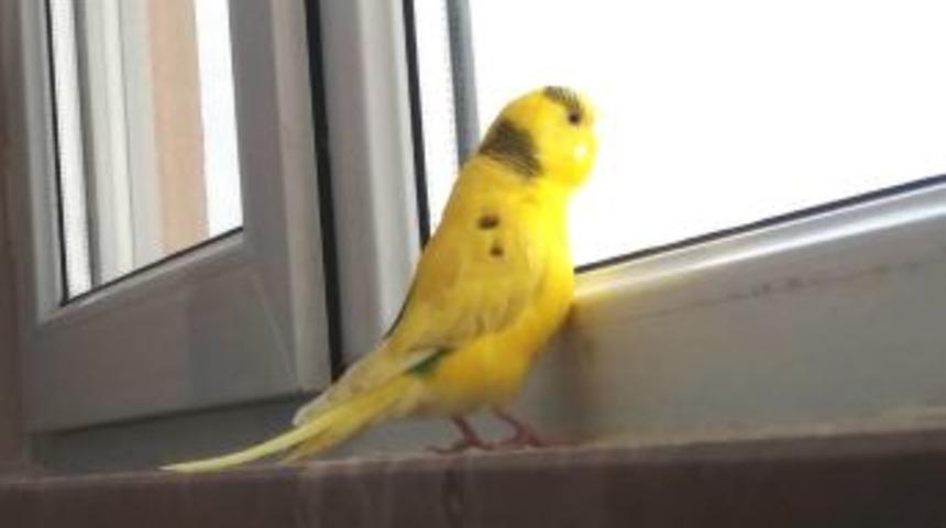 M&uuml;d&uuml;r Kılı&ccedil;, Kayıp Kuşunu Arıyor