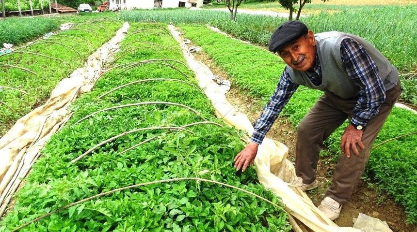 Hasanlar K&ouml;y&uuml; Sebze Fidesi Deposu