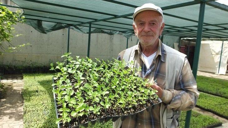 Burhaniye Türkiye’nin Stevia Üretim Merkezi Oldu G1