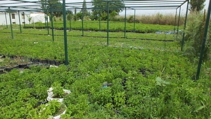 Burhaniye Türkiye’nin Stevia Üretim Merkezi Oldu G2