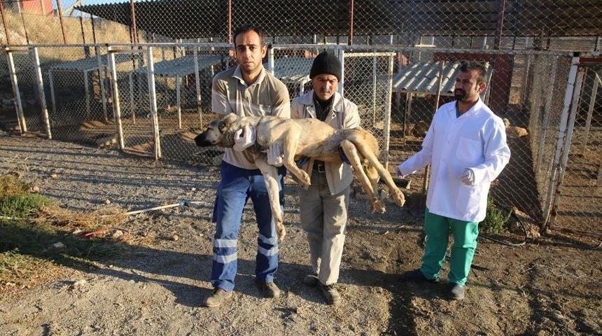 Köpekler Sağlık İçin İstanbul’a Taşındı