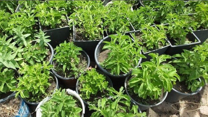 Burhaniye Türkiye’nin Stevia Üretim Merkezi Oldu G3