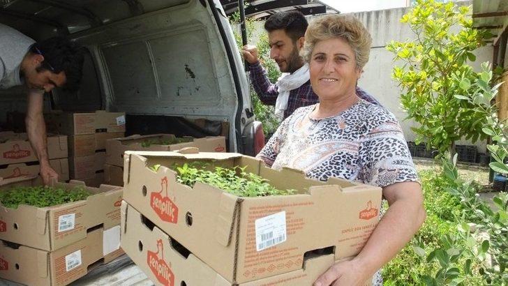 Burhaniye Türkiye’nin Stevia Üretim Merkezi Oldu G4