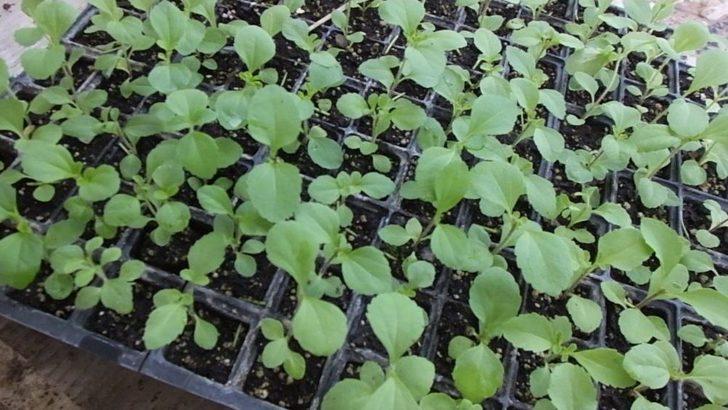 Burhaniye Türkiye’nin Stevia Üretim Merkezi Oldu G5