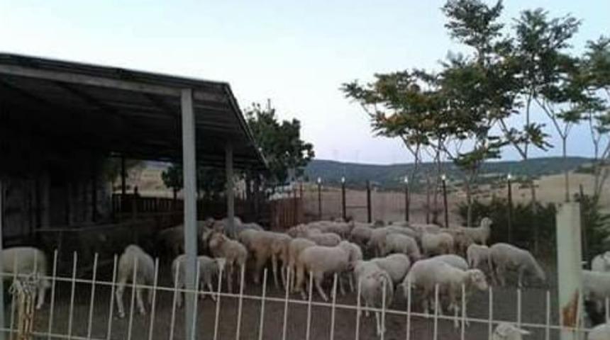 Kırklareli Kıvırcığına Rağbet Arttı