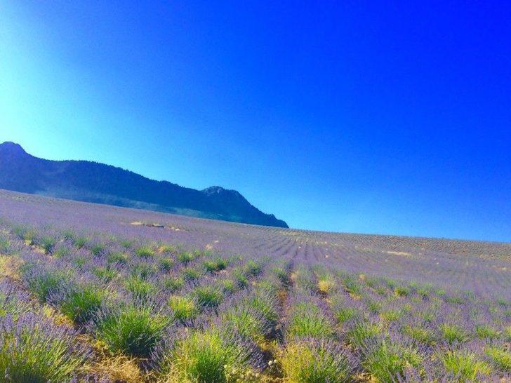 Burdur’da Gül Ve Lavanta Turizmi Canlandırılacak G2