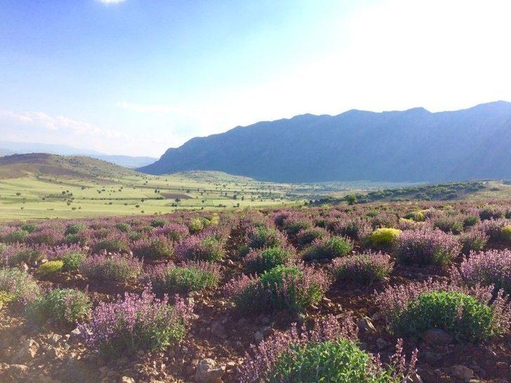 Burdur’da Gül Ve Lavanta Turizmi Canlandırılacak G3