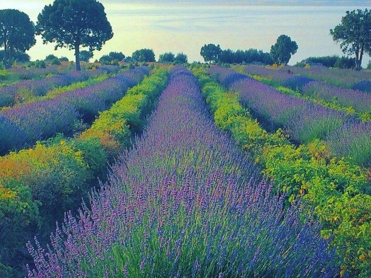 Burdur’da Gül Ve Lavanta Turizmi Canlandırılacak G4