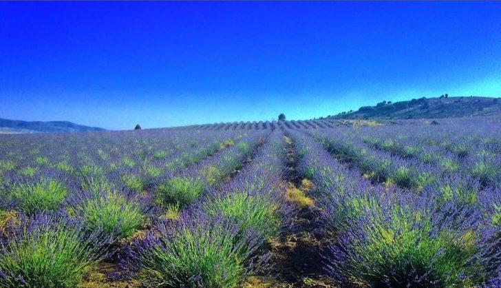 Burdur’da Gül Ve Lavanta Turizmi Canlandırılacak G5