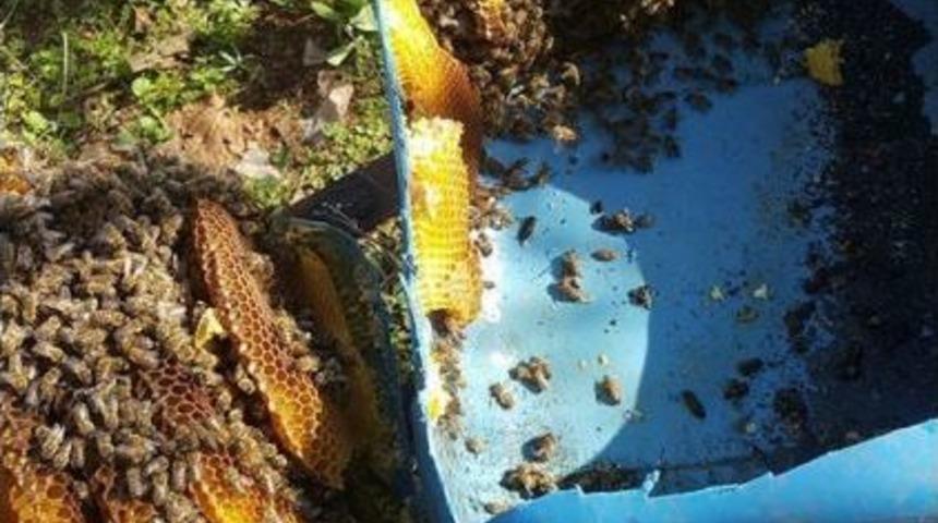 Ormana Mantar Aramaya Gitti, Bal Yapmış Arı Oğulu Buldu