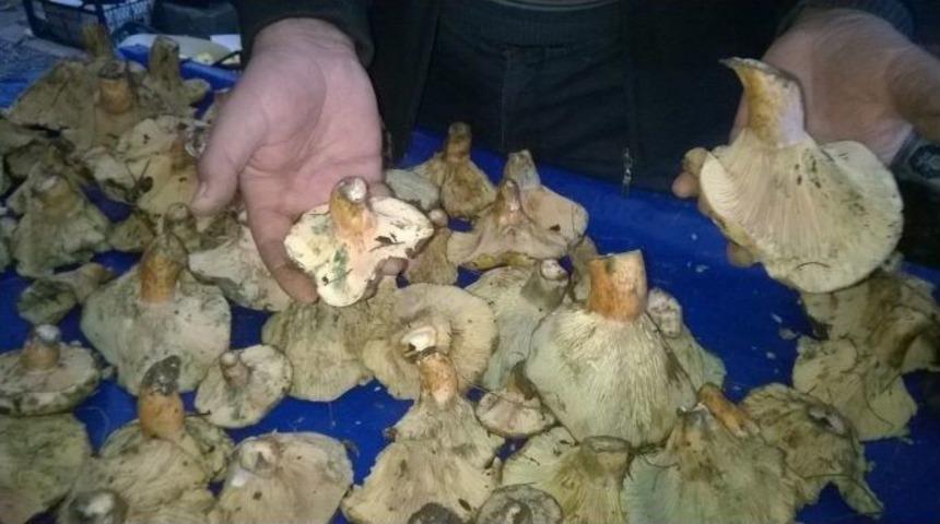 Aydın&rsquo;da Dağ Mantarı Tezgahlara D&uuml;şt&uuml;