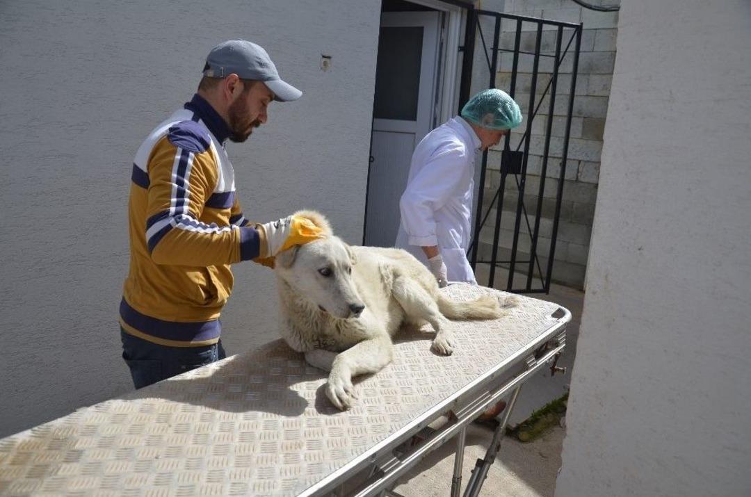 Yaralı K&ouml;pek İ&ccedil;in 30 Kilometre Yol Kat Ettiler