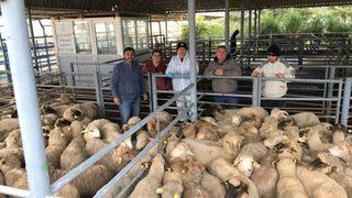 Edirne’de 39 Genç Çiftçiye Bin 443 Adet Küçükbaş Hibe Edildi