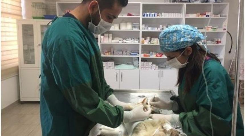 Batman&rsquo;da Kediye Fıtık Ameliyatı
