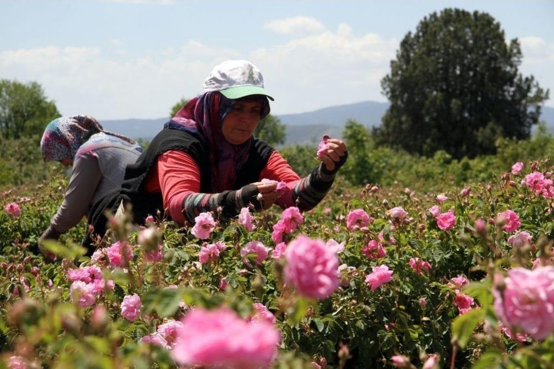 G&uuml;ller Diyarı Isparta&rsquo;da &Ccedil;ifte Bayram Yaşanacak