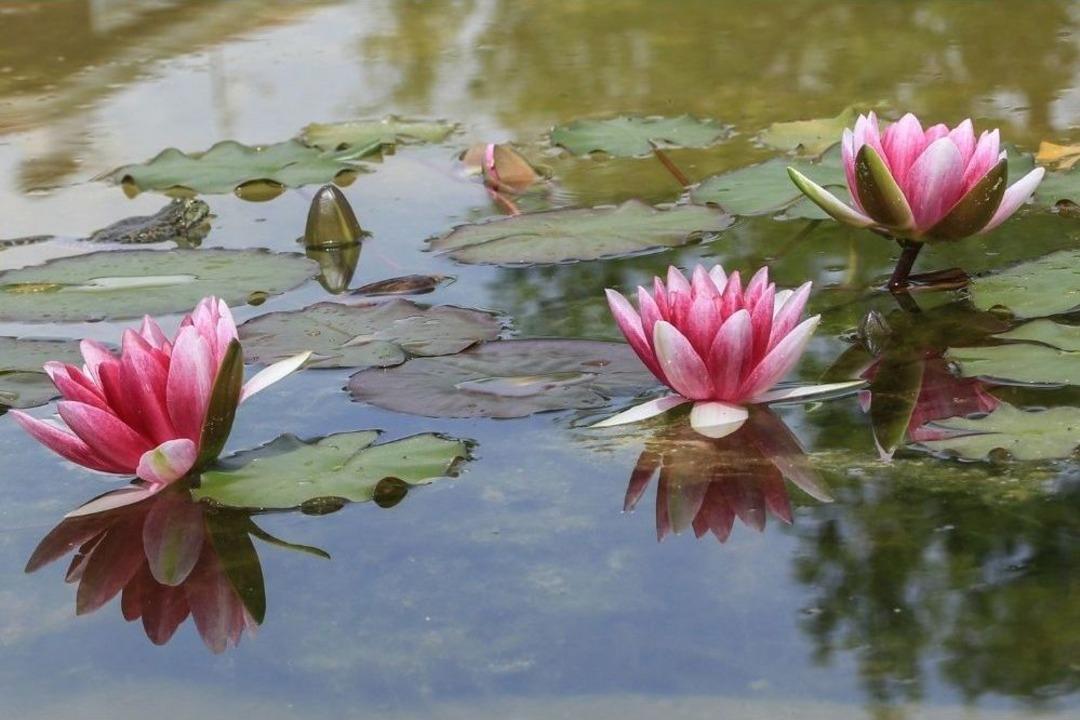140 &Ccedil;eşit Nil&uuml;fer &Ccedil;i&ccedil;ek A&ccedil;tı