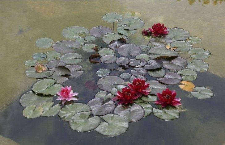 140 Çeşit Nilüfer Çiçek Açtı G1