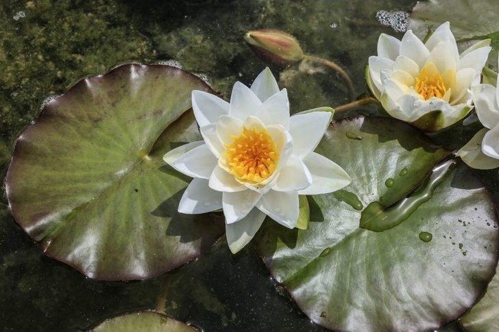 140 Çeşit Nilüfer Çiçek Açtı G2