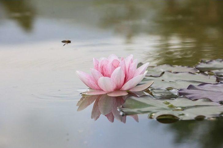 140 Çeşit Nilüfer Çiçek Açtı G3