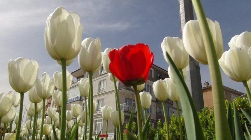 Ereğli’de Rengarenk Laleler Açtı