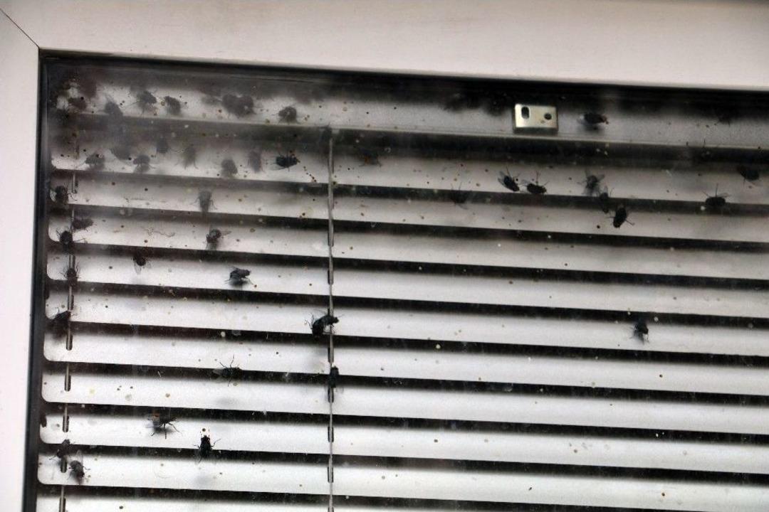 Antalya Polisinin Sinek Alarmı