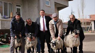 Boğazkale’de 4 Aileye Romanov Koyunu Dağıtıldı