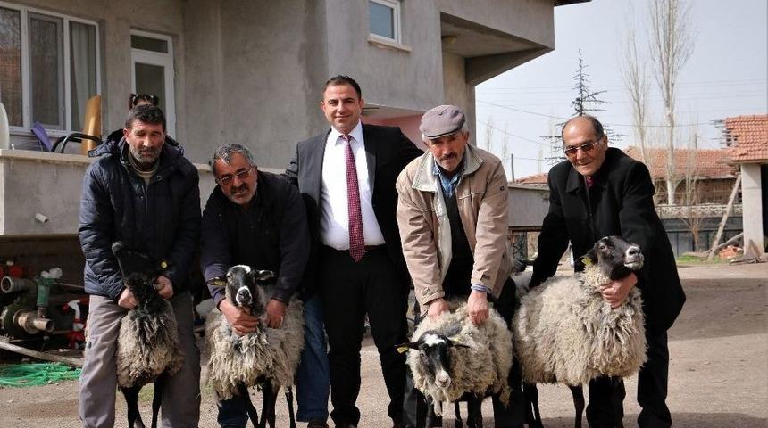 Boğazkale’de 4 Aileye Romanov Koyunu Dağıtıldı