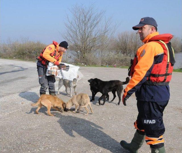 Afad Ekipleri, Taşkında Mahsur Kalan Köpeklere Yemek Verdi