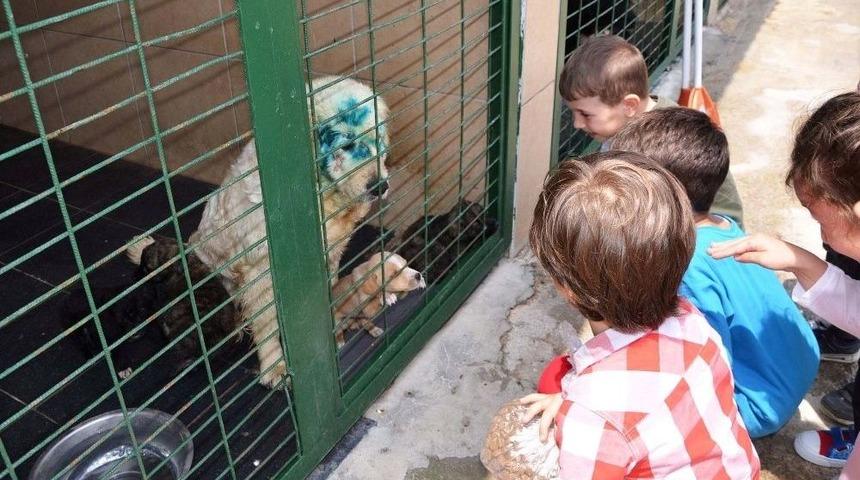 Minik Öğrencilere Hayvan Sevgisi Aşılandı