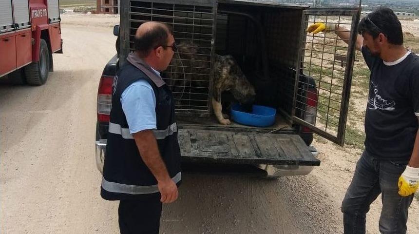 Girdiği Menfezde Mahsur Kalan Yaralı K&ouml;peği İtfaiye Kurtardı