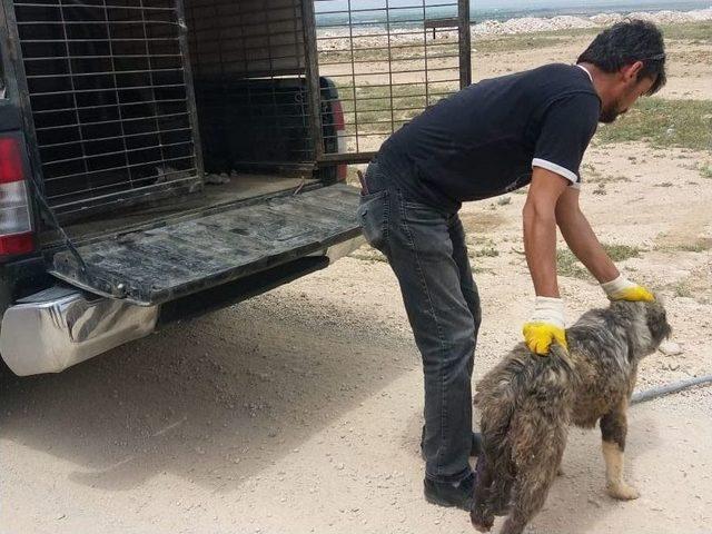 Girdiği Menfezde Mahsur Kalan Yaralı Köpeği İtfaiye Kurtardı