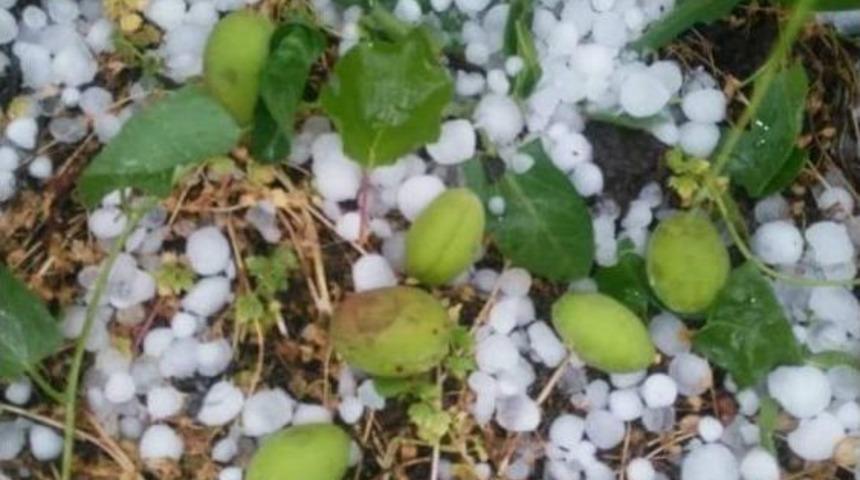 Dolu Ağa&ccedil;larda Meyve Bırakmadı