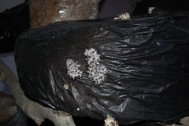 Evinde İstiridye Mantarı Yetiştiriyor G1