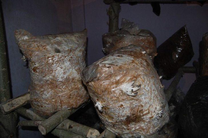 Evinde İstiridye Mantarı Yetiştiriyor G2